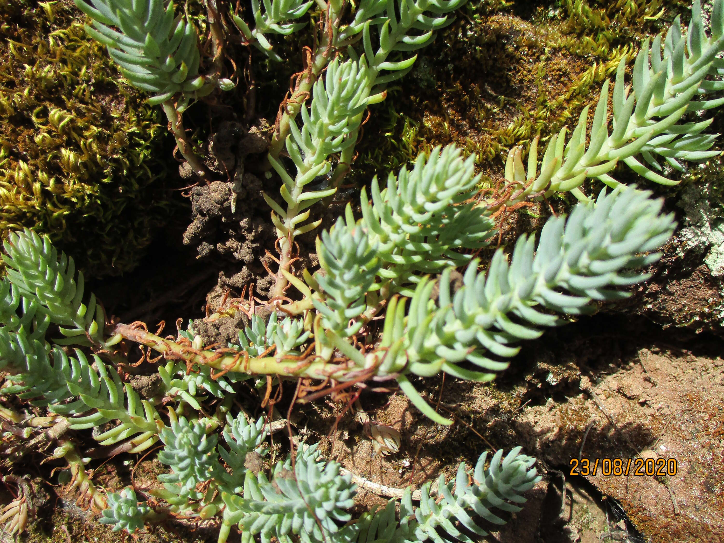 Слика од Petrosedum rupestre (L.) P. Heath