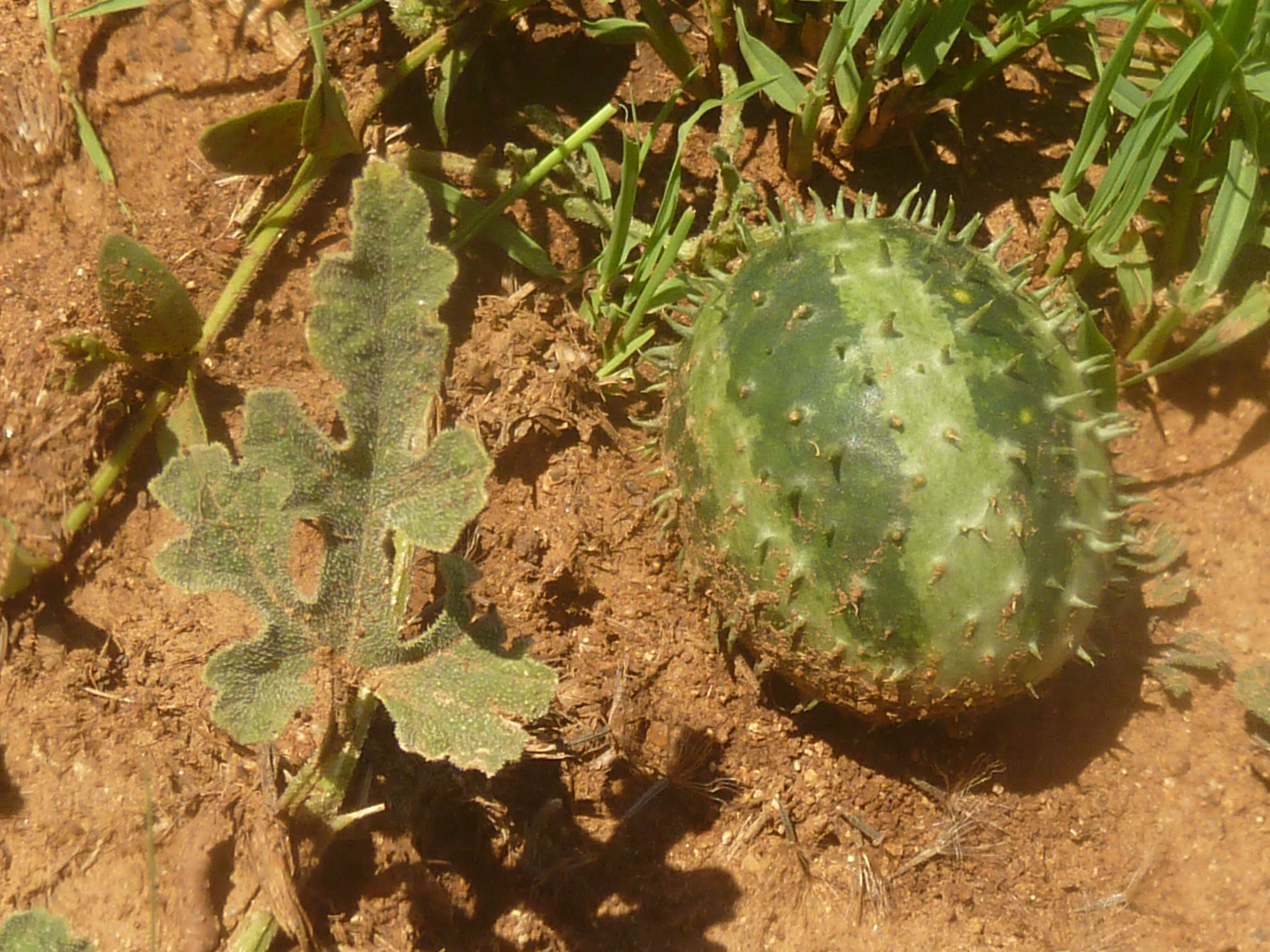 Imagem de Cucumis myriocarpus Naudin