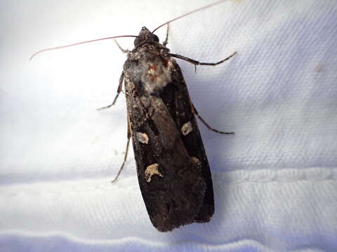 Image of Black Army Cutworm