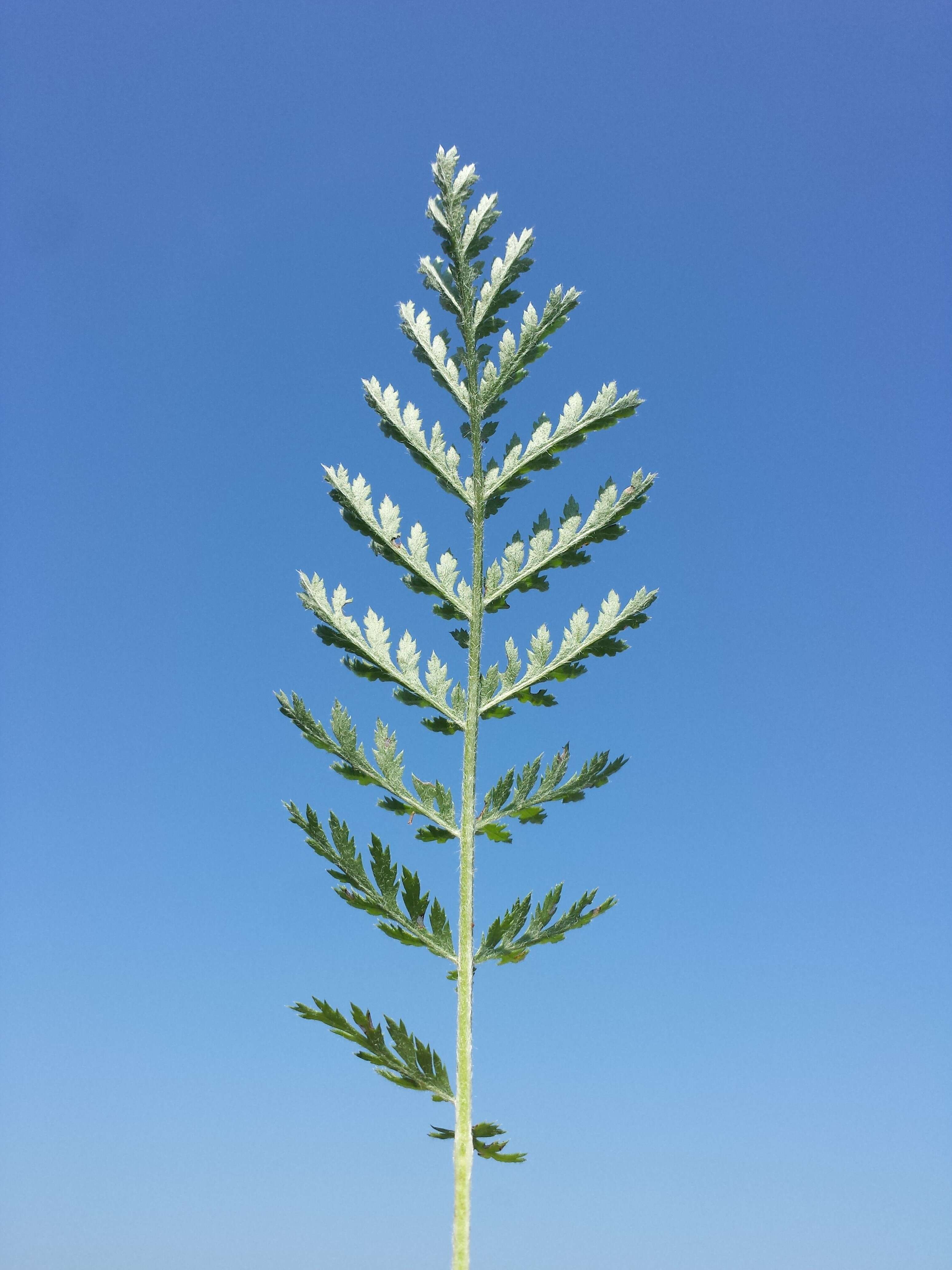 Image of corymbflower tansy