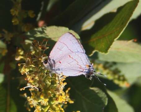 Image of Hypolycaena philippus (Fabricius 1793)