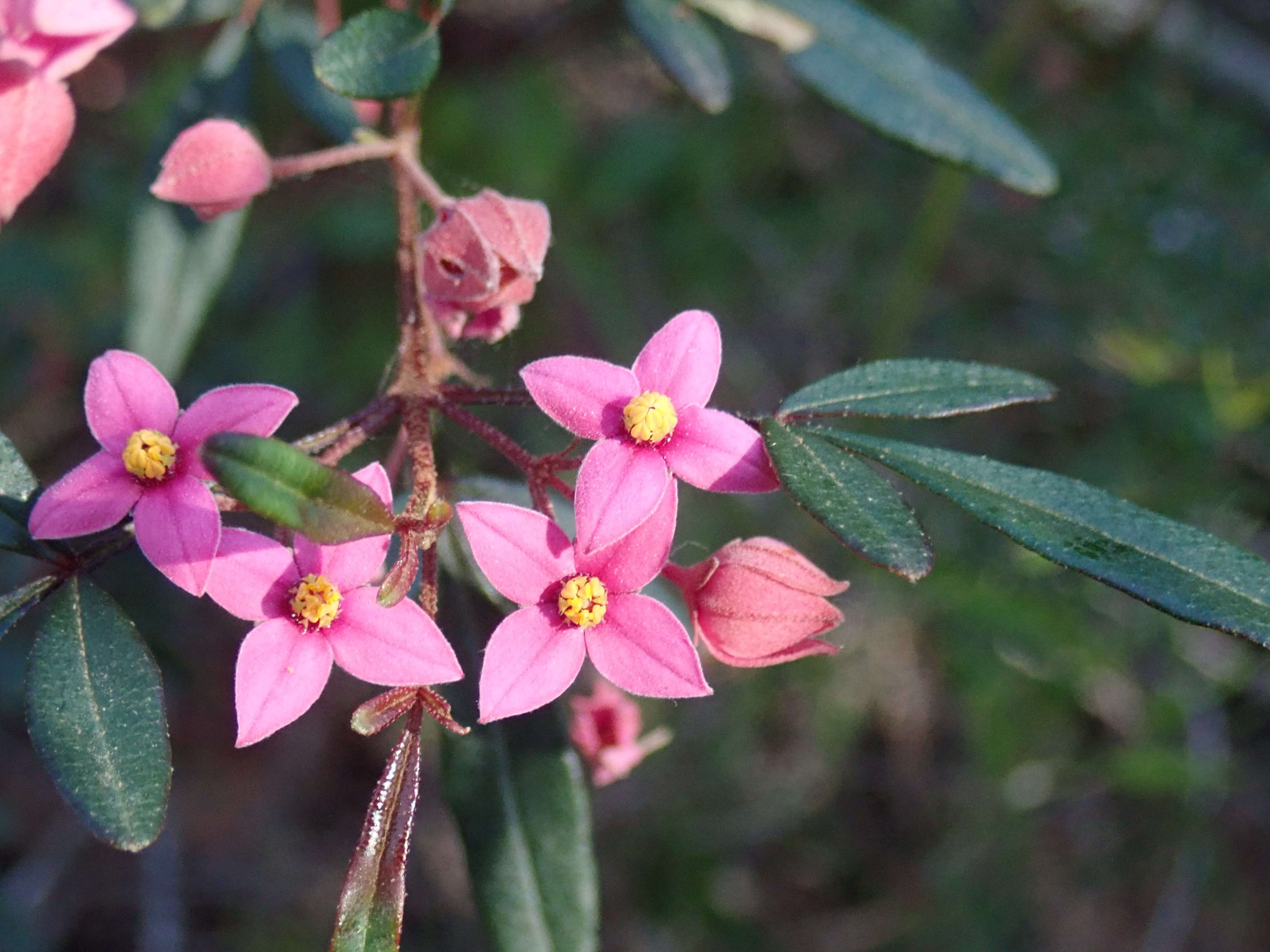 Image of Boronia fraseri Hook.