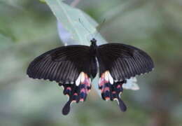 Image of Papilio polytes Linnaeus 1758