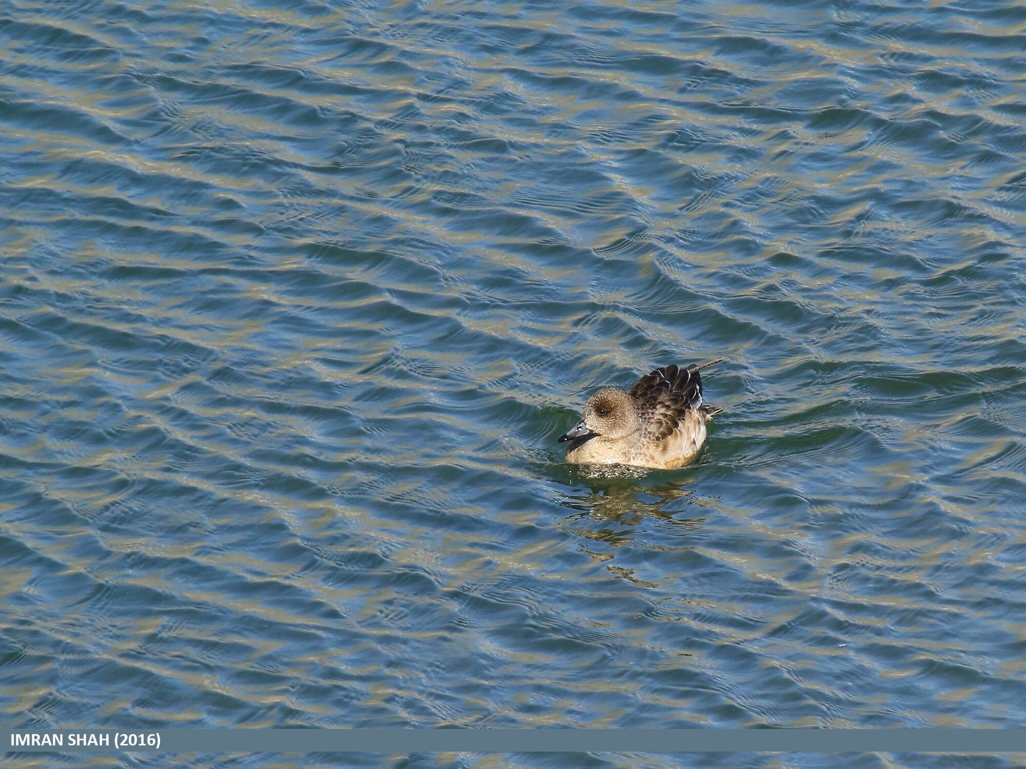 Image of Eurasian Wigeon