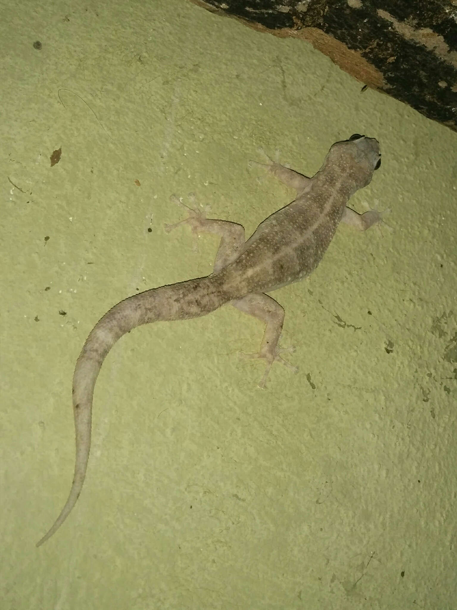 Image of Peters' Leaf-toed Gecko