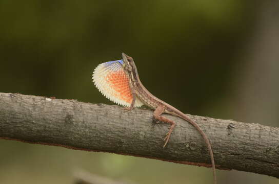 Image of Fan Throated Lizard