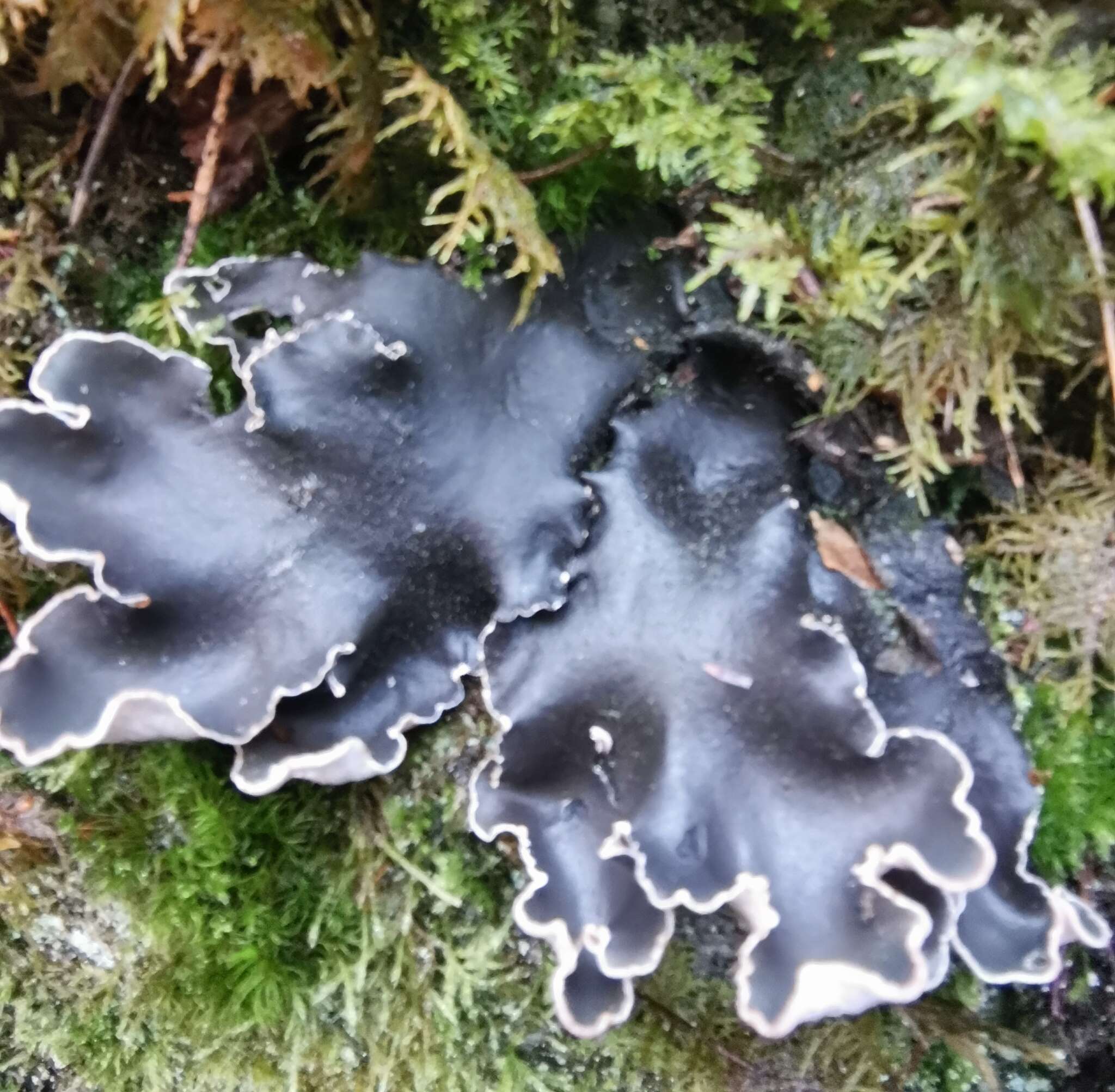 Image of Peltigera neckeri