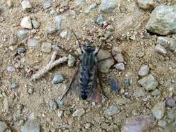 Image of Stiletto flies