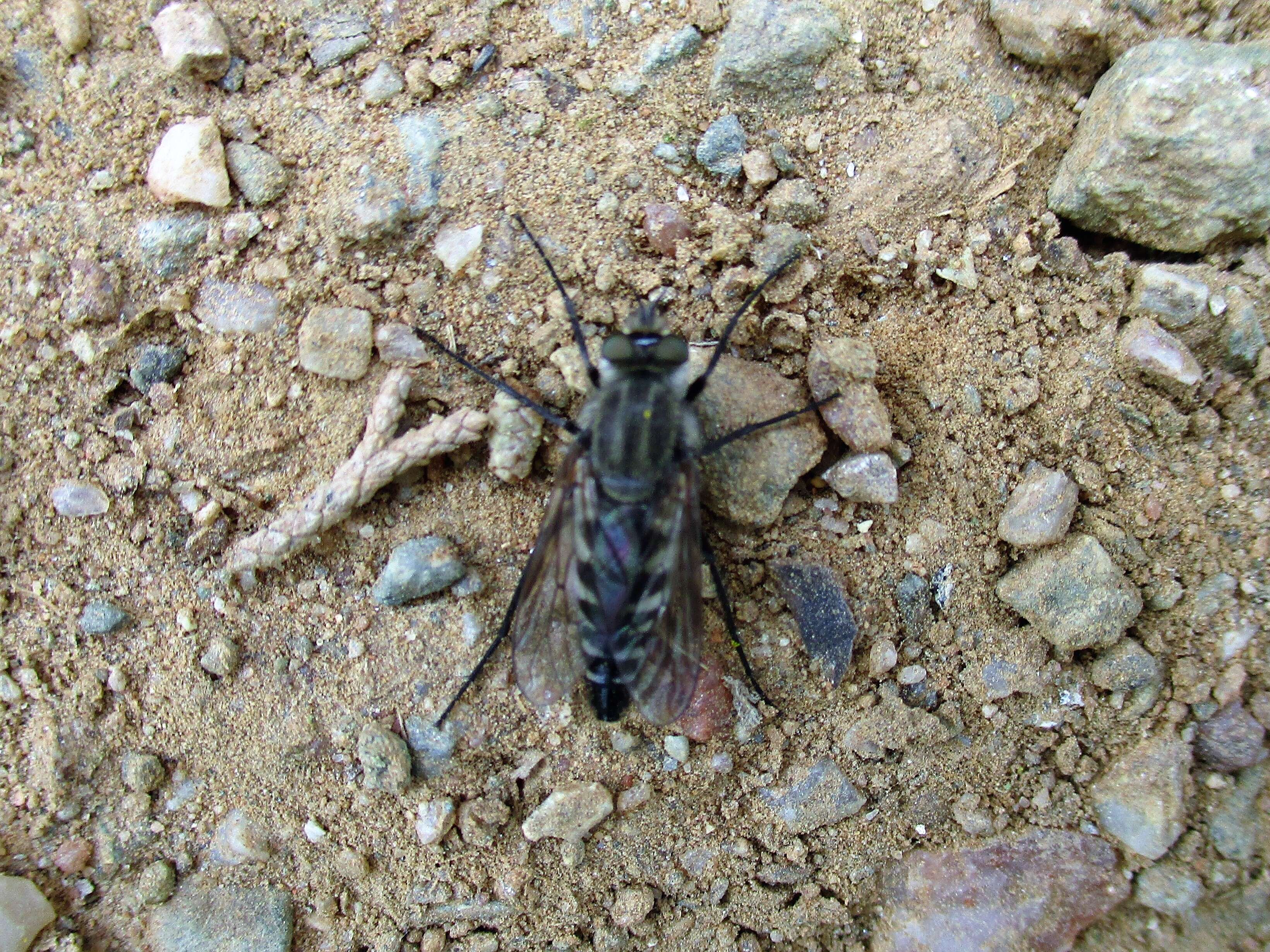 Image of Stiletto flies