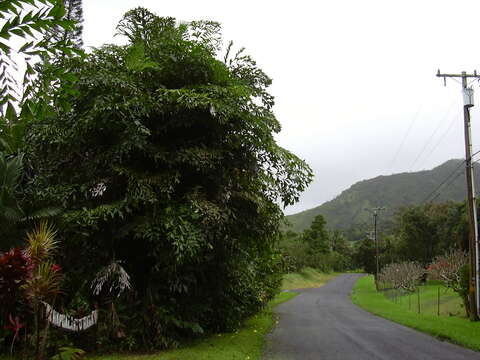 Image of Burmese fishtail palm