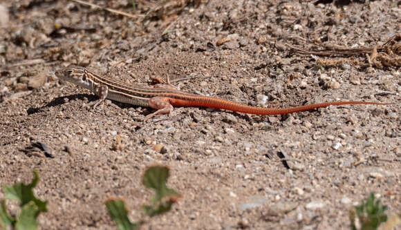 Image of Spiny-footed Lizard