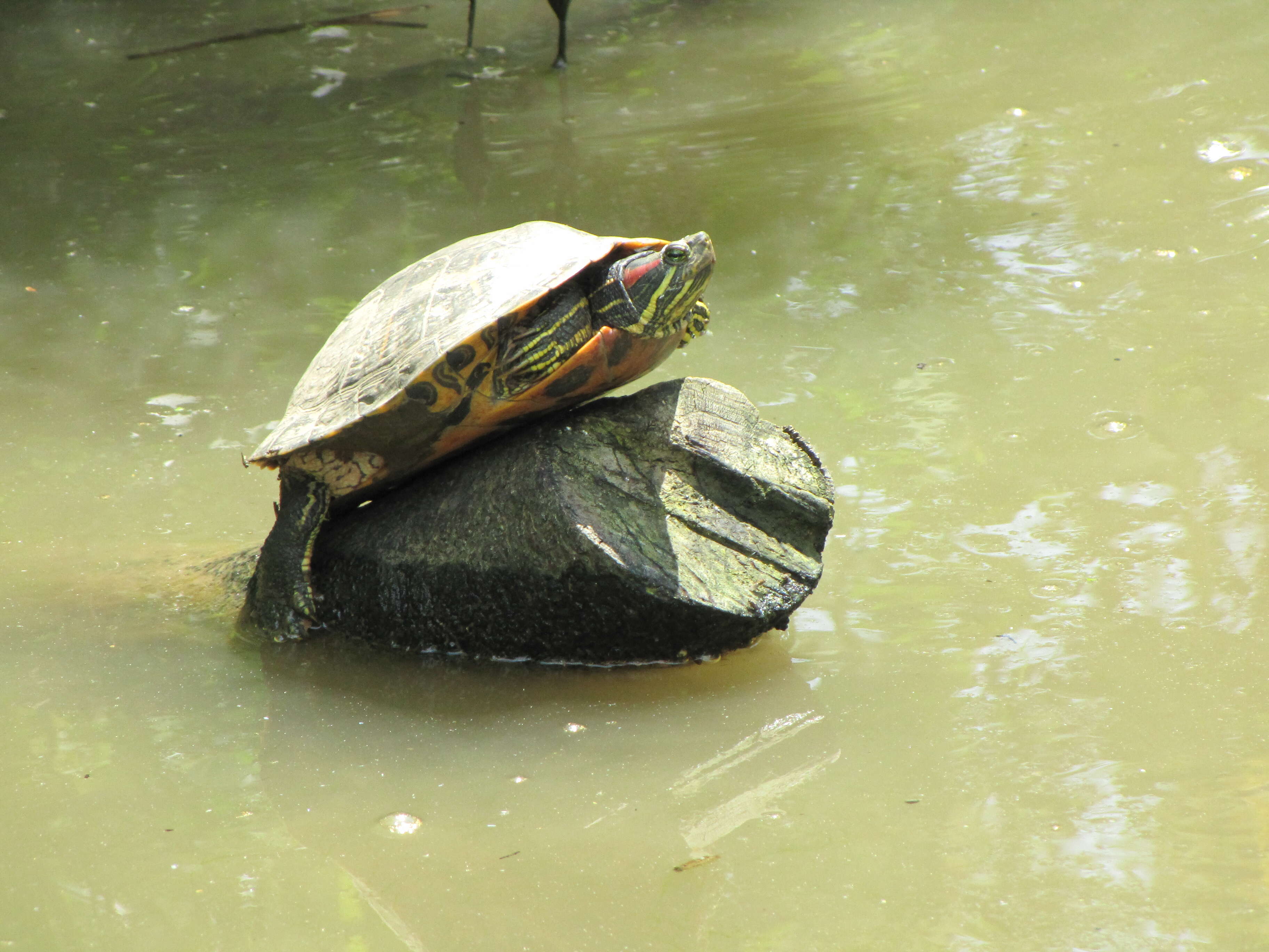 Image of slider turtle, red-eared terrapin, red-eared slider