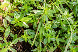 Image of Common Rock-rose