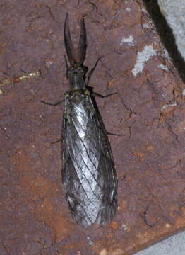 Image of Fishflies