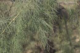 Image of tamarisk