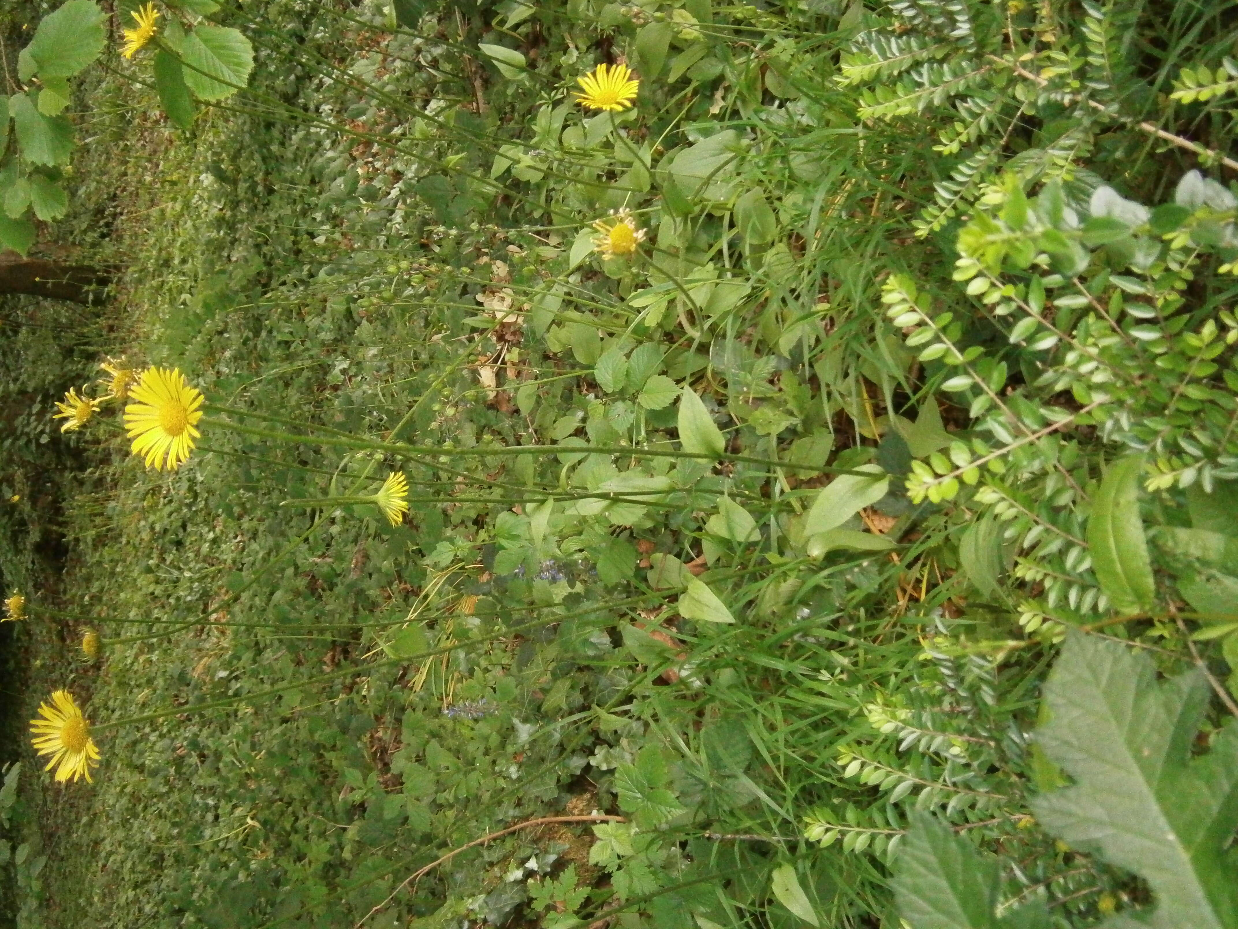 Doronicum plantagineum L. resmi