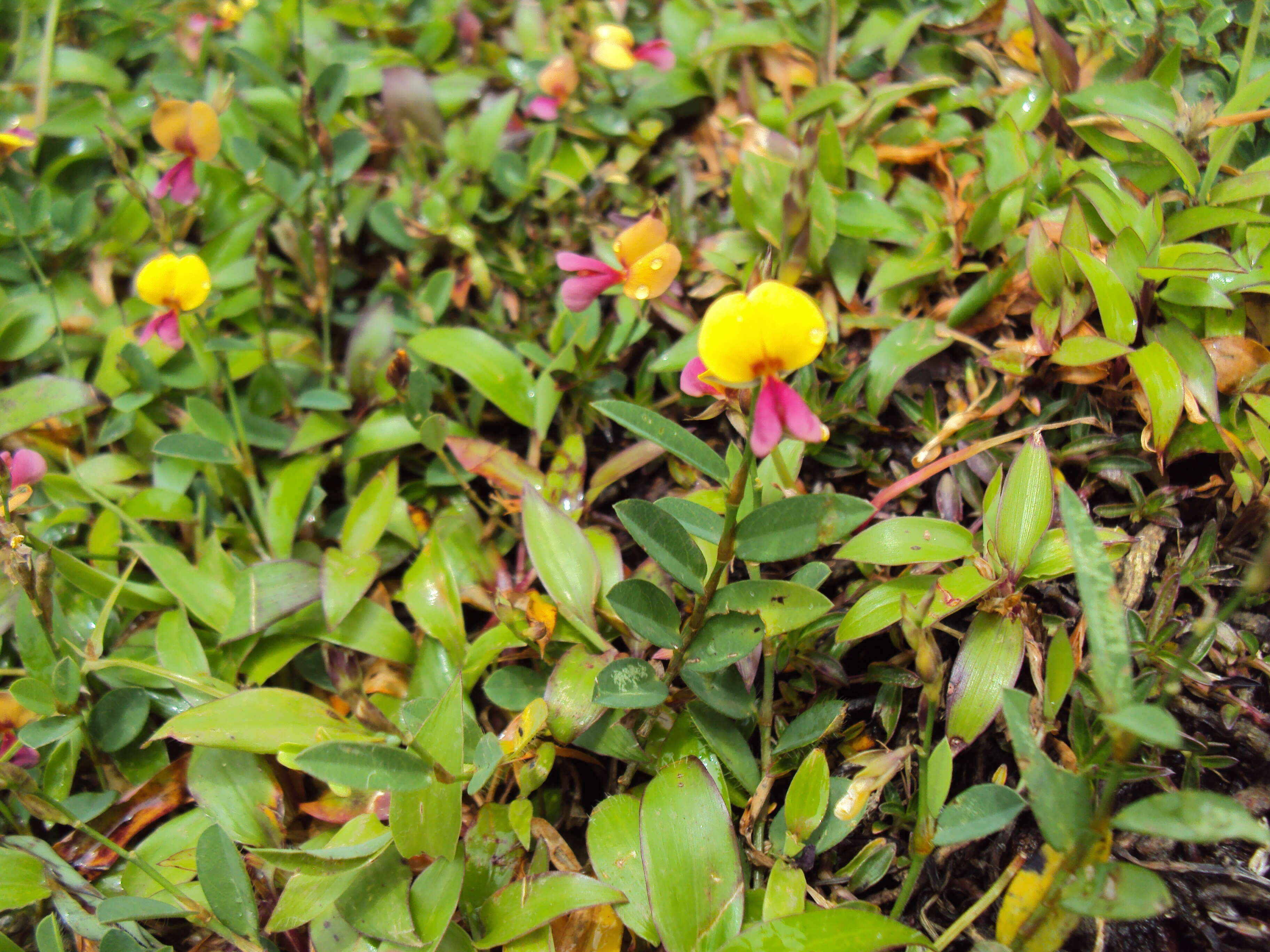 Plancia ëd Alysicarpus bupleurifolius (L.) DC.