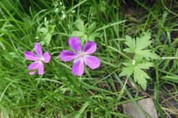 Imagem de Geranium palustre L.