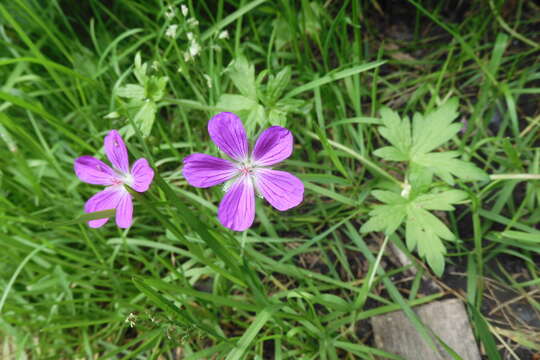 Imagem de Geranium palustre L.