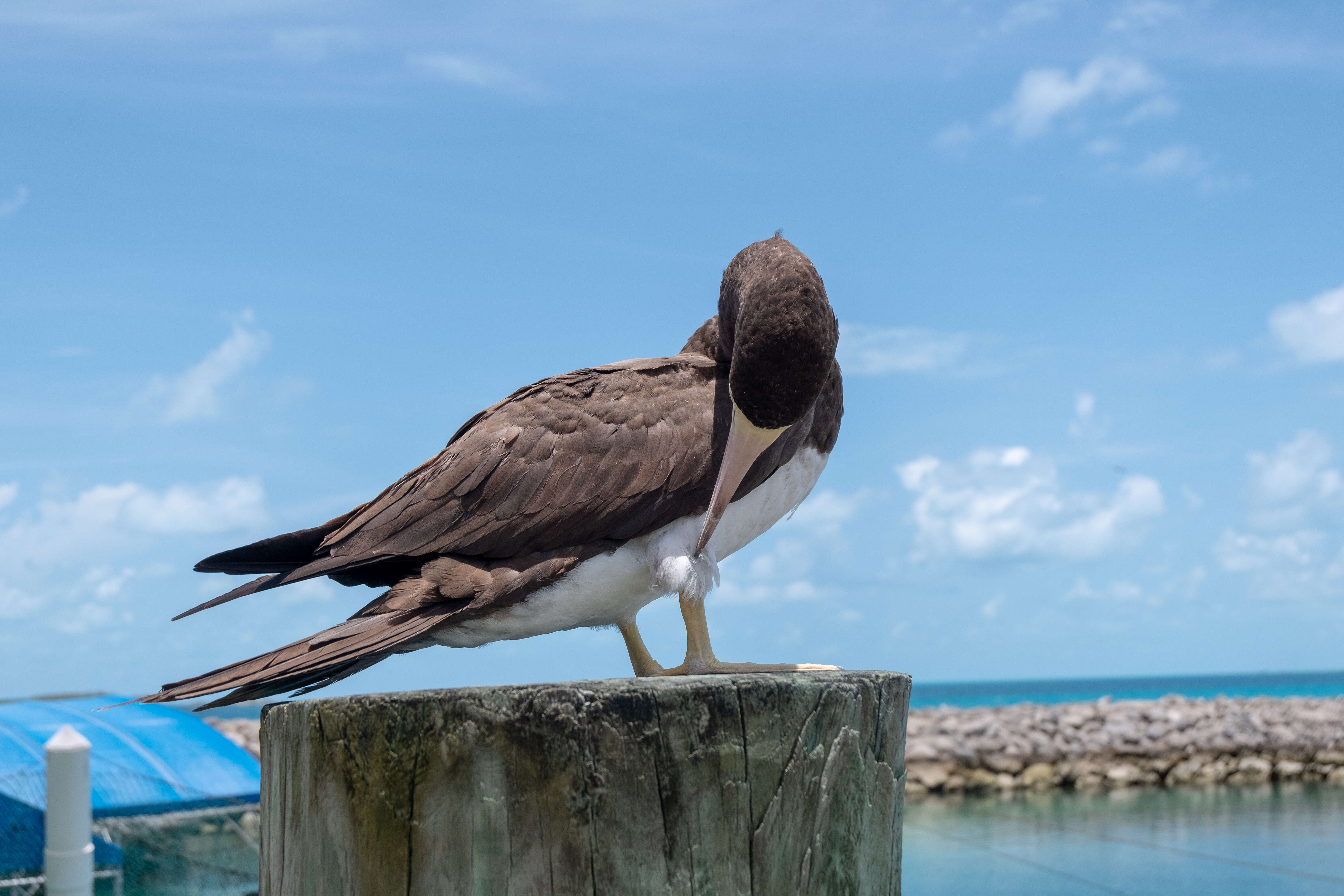 Image of Brown Booby