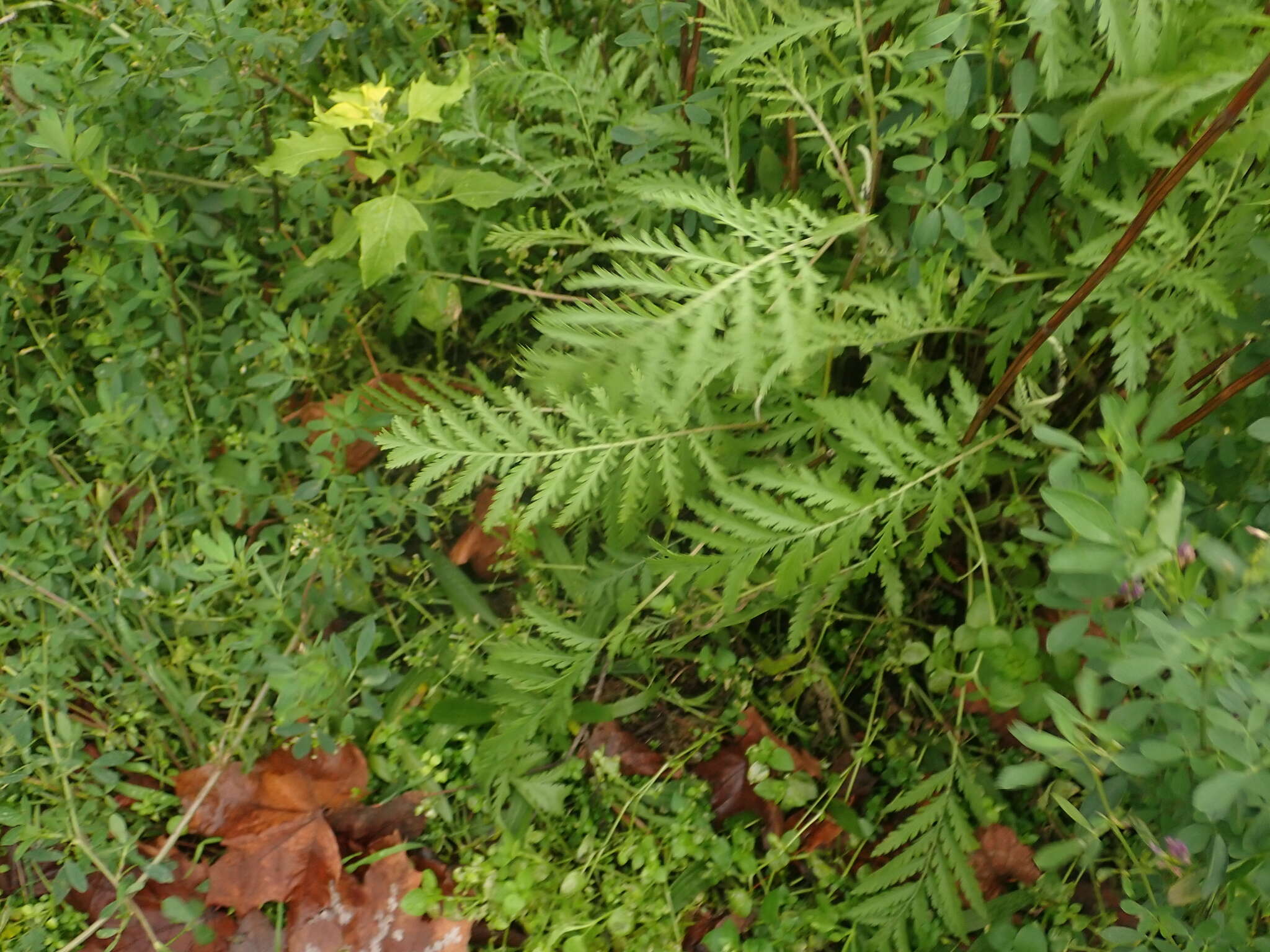 Image of common tansy