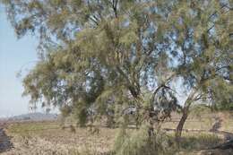 Image of tamarisk