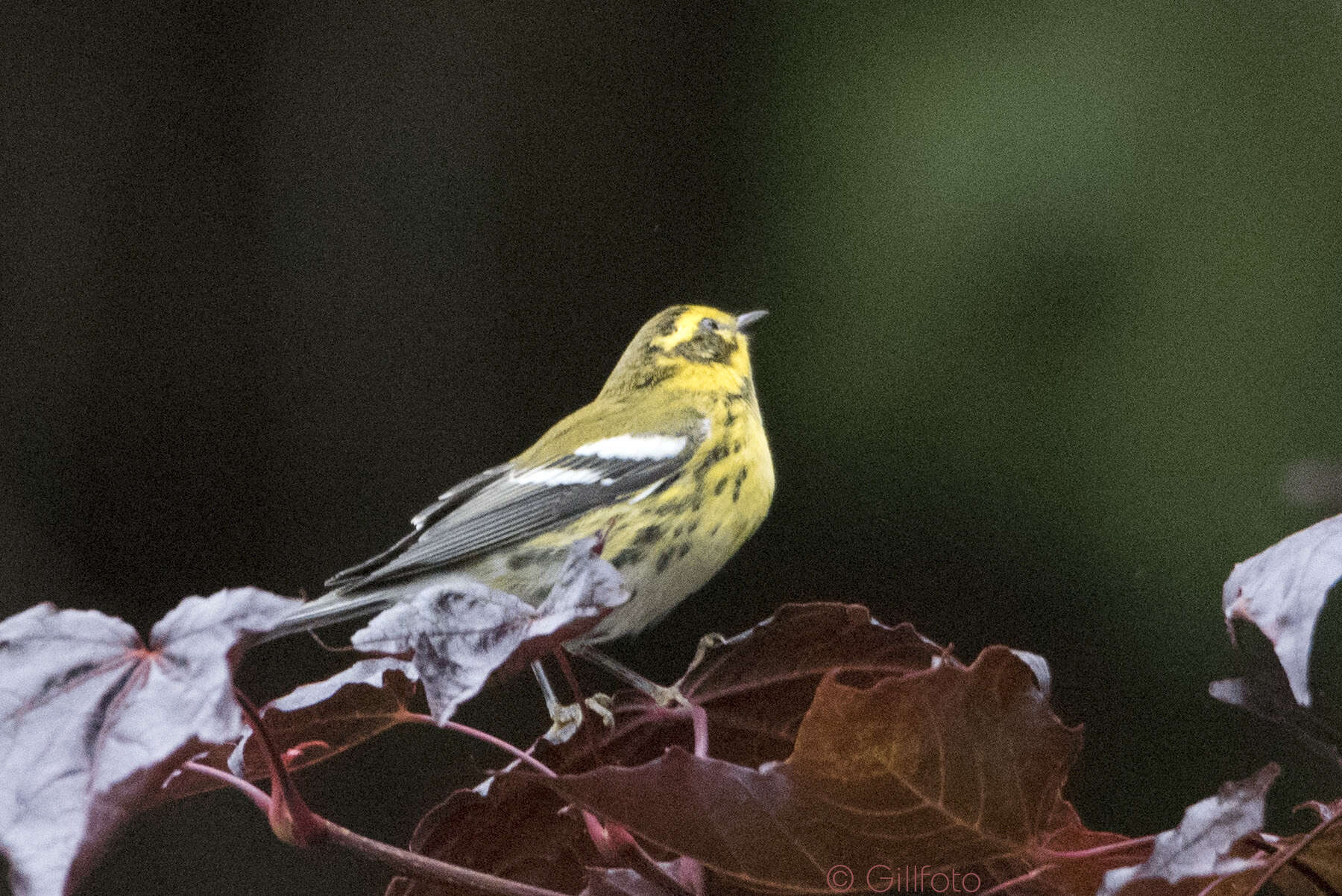 Image of Townsend's Warbler