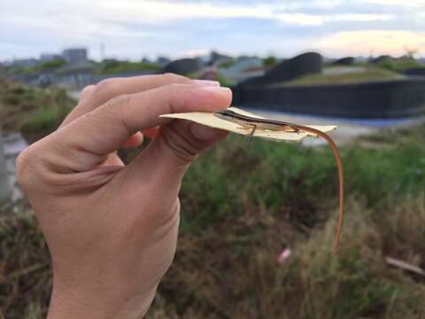 Image of Asian Grass Lizard