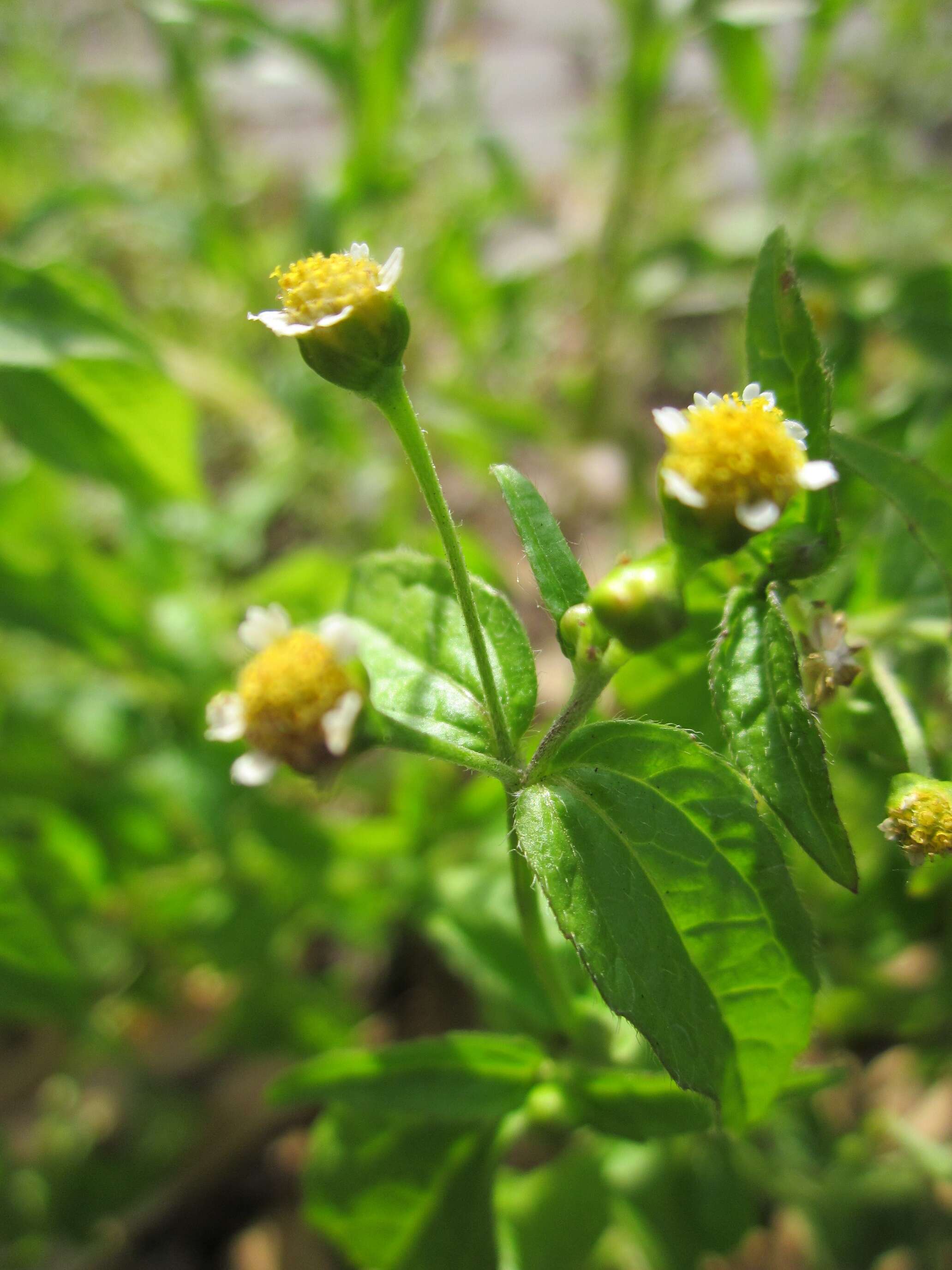 Galinsoga parviflora Cav. resmi