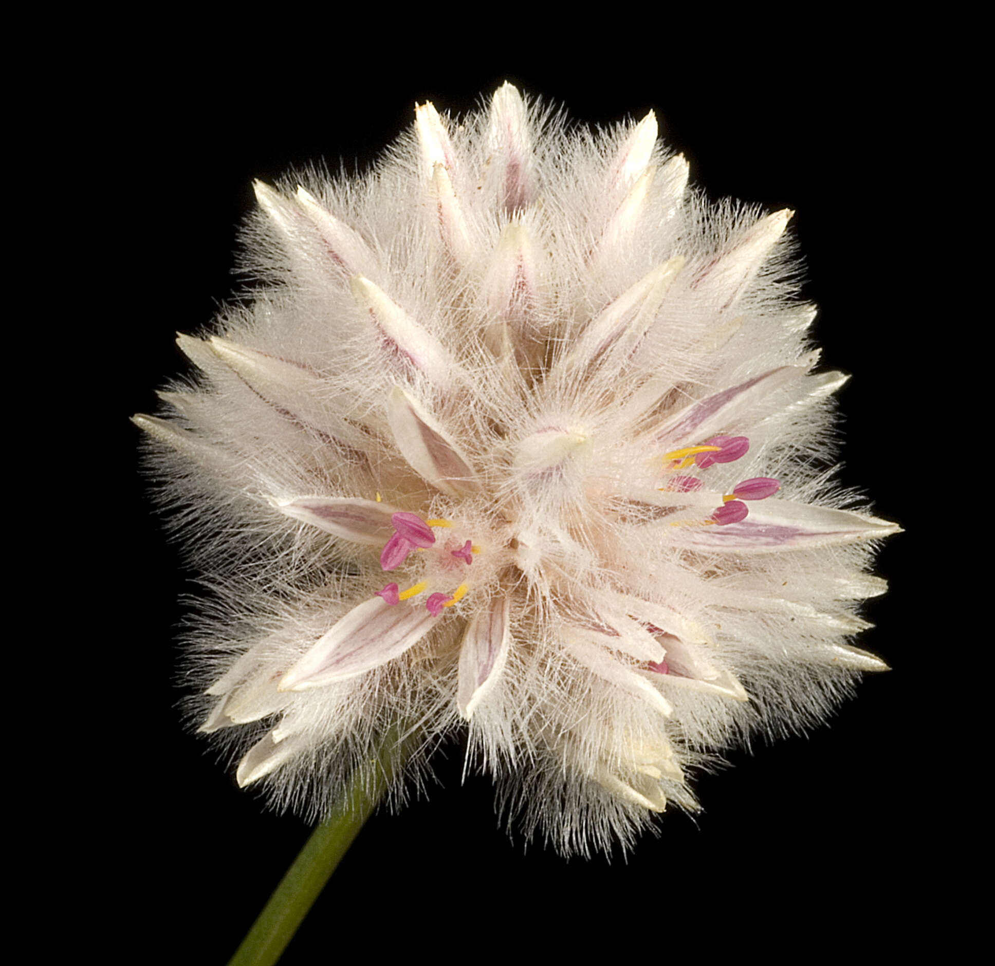 Ptilotus schwartzii Tate的圖片