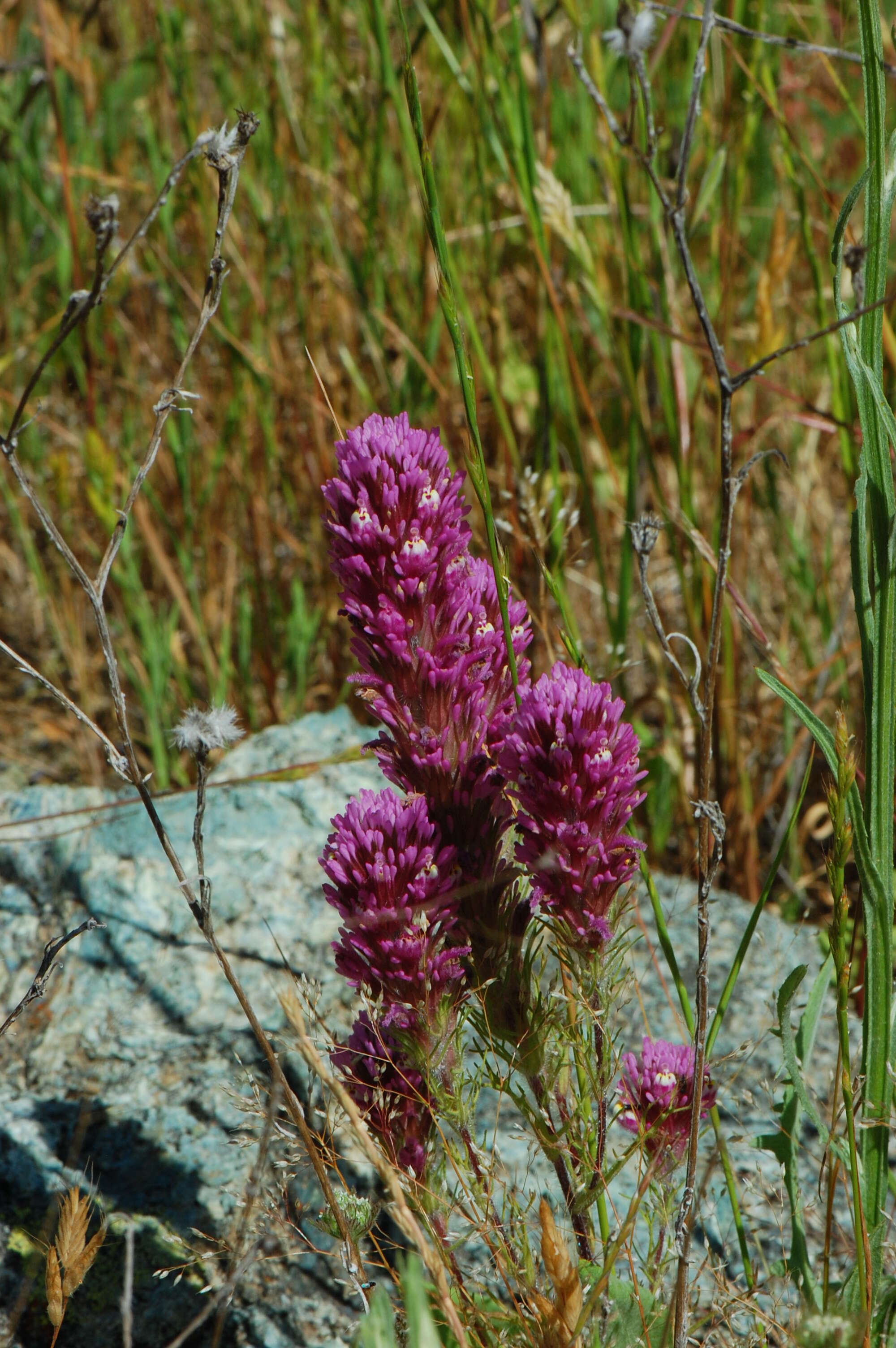 Image of exserted Indian paintbrush