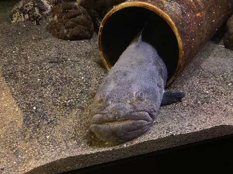 Image of Giant Wrymouth