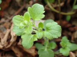 Image of false ivy-leaved speedwell