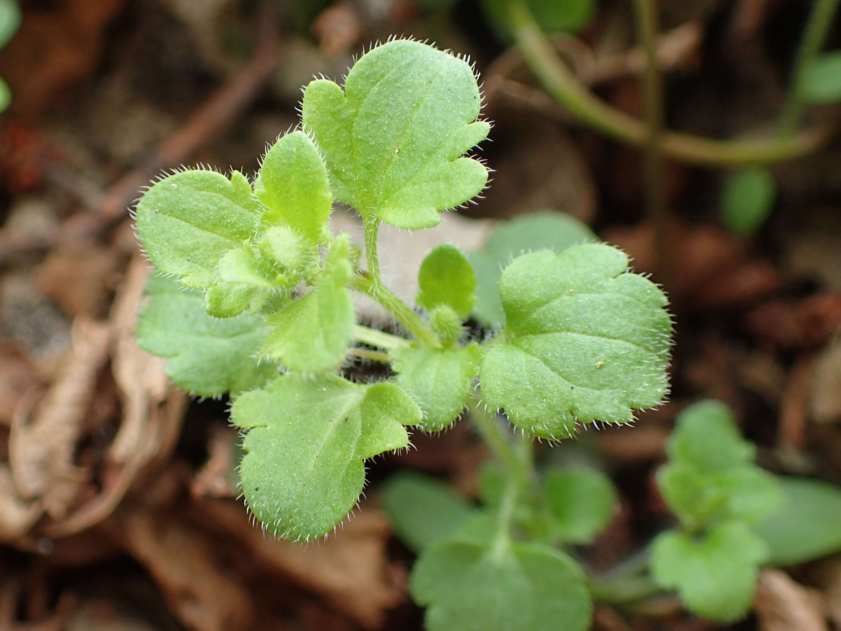 Image of false ivy-leaved speedwell