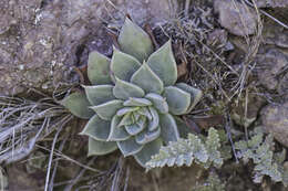 Image of Patagonia Mountain leatherpetal