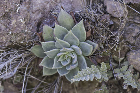 Image of Patagonia Mountain leatherpetal