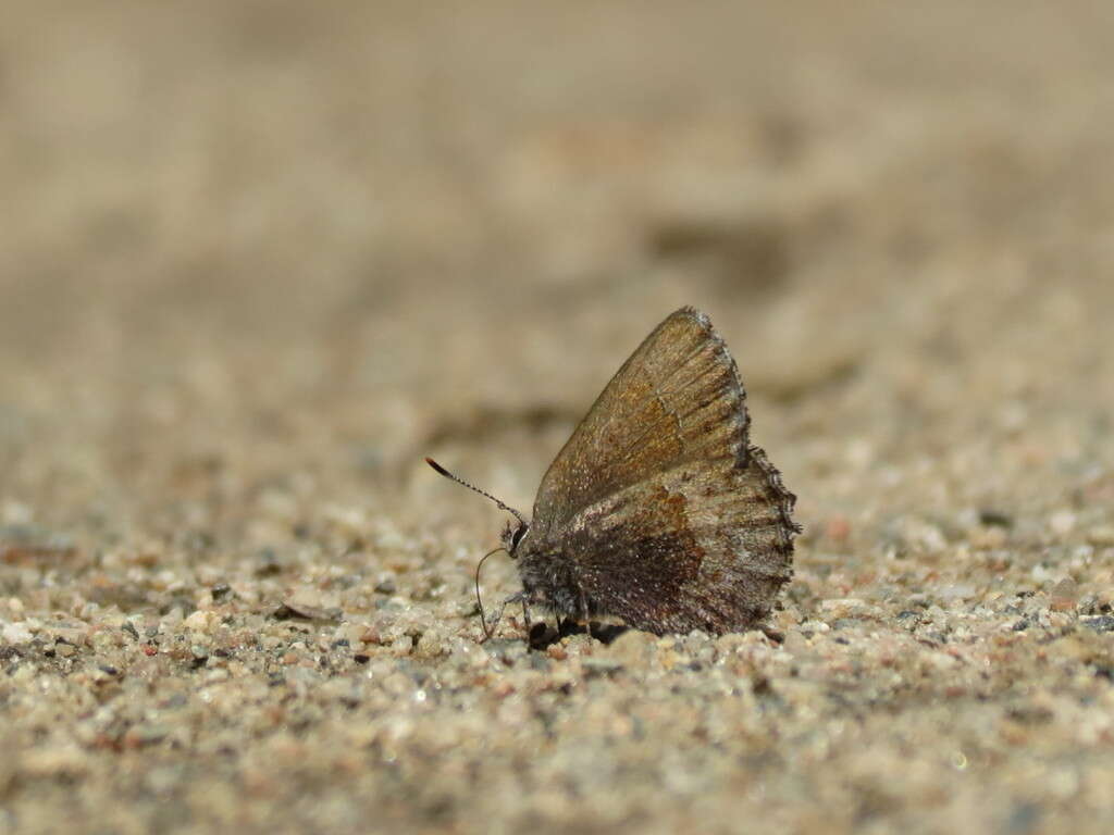 Plancia ëd Callophrys polios (Cook & Watson 1907)