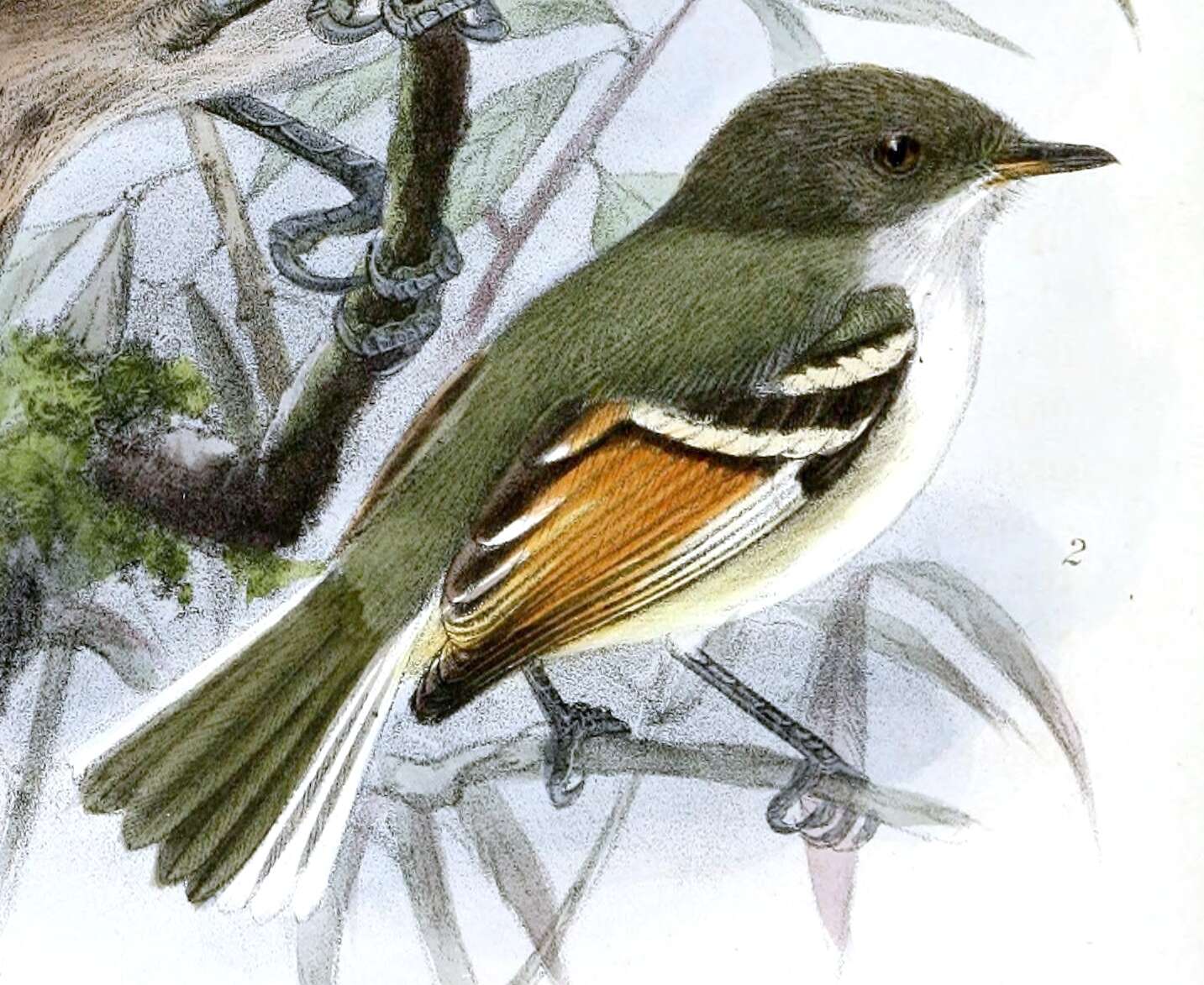 Image of Rufous-winged Tyrannulet