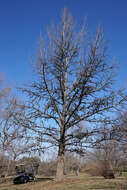 Image of American Sweetgum