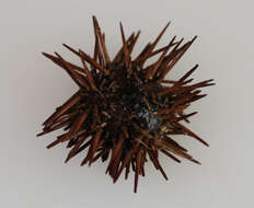 Image of Atlantic purple sea urchin