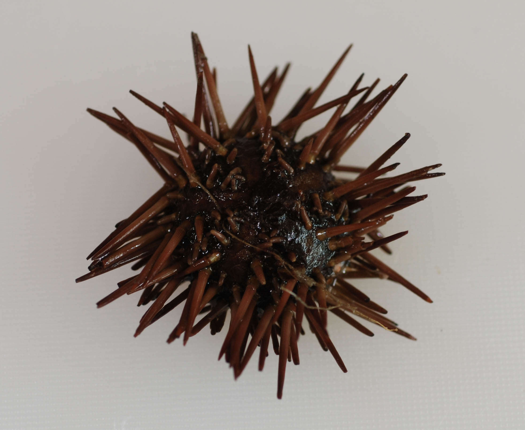 Image of Atlantic purple sea urchin