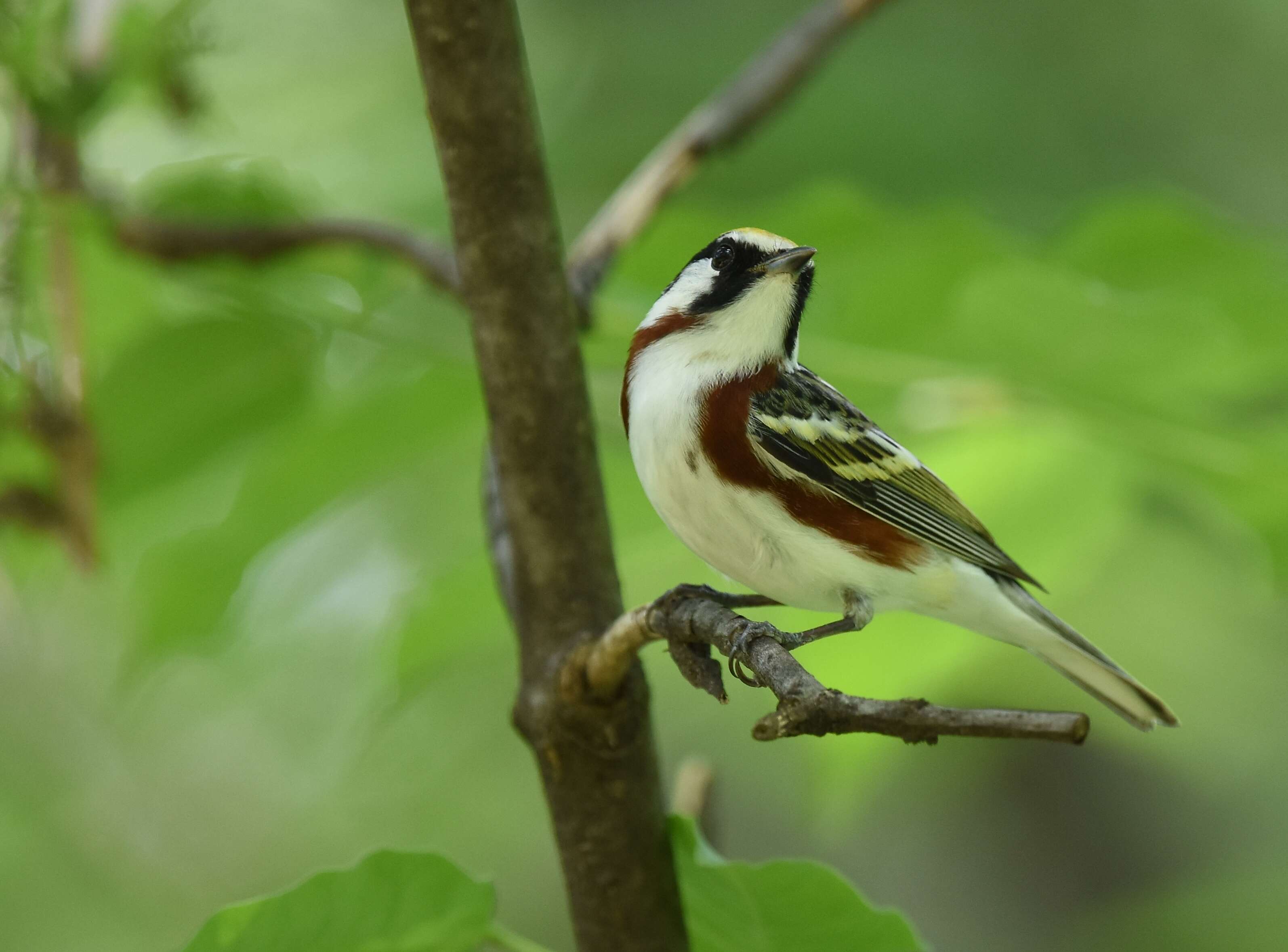 Image of Chestnut-sided Warbler