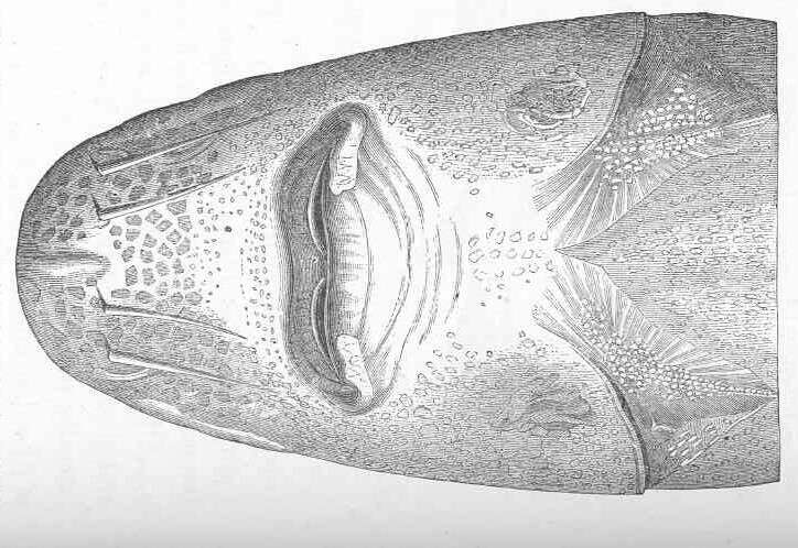 Image of Adriatic Sturgeon