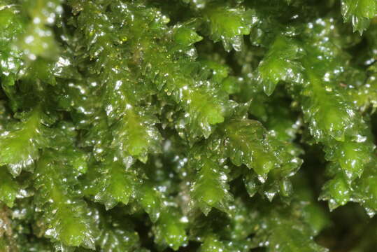 Image of Common Fold-leaf Liverwort