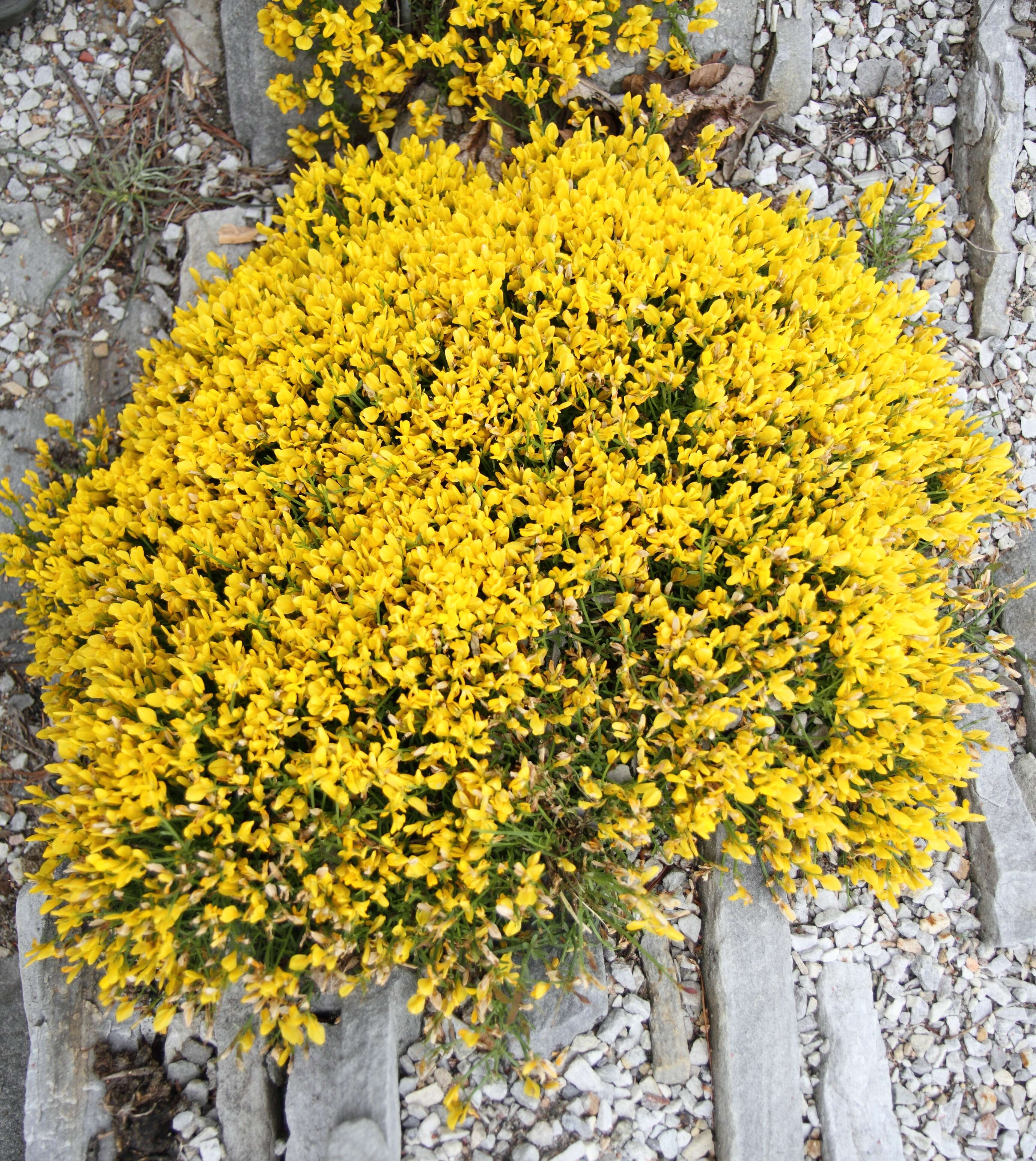 Image of Genista lydia Boiss.