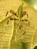 Image of Phyllium (Phyllium) philippinicum Hennemann, Conle, Gottardo & Bresseel 2009