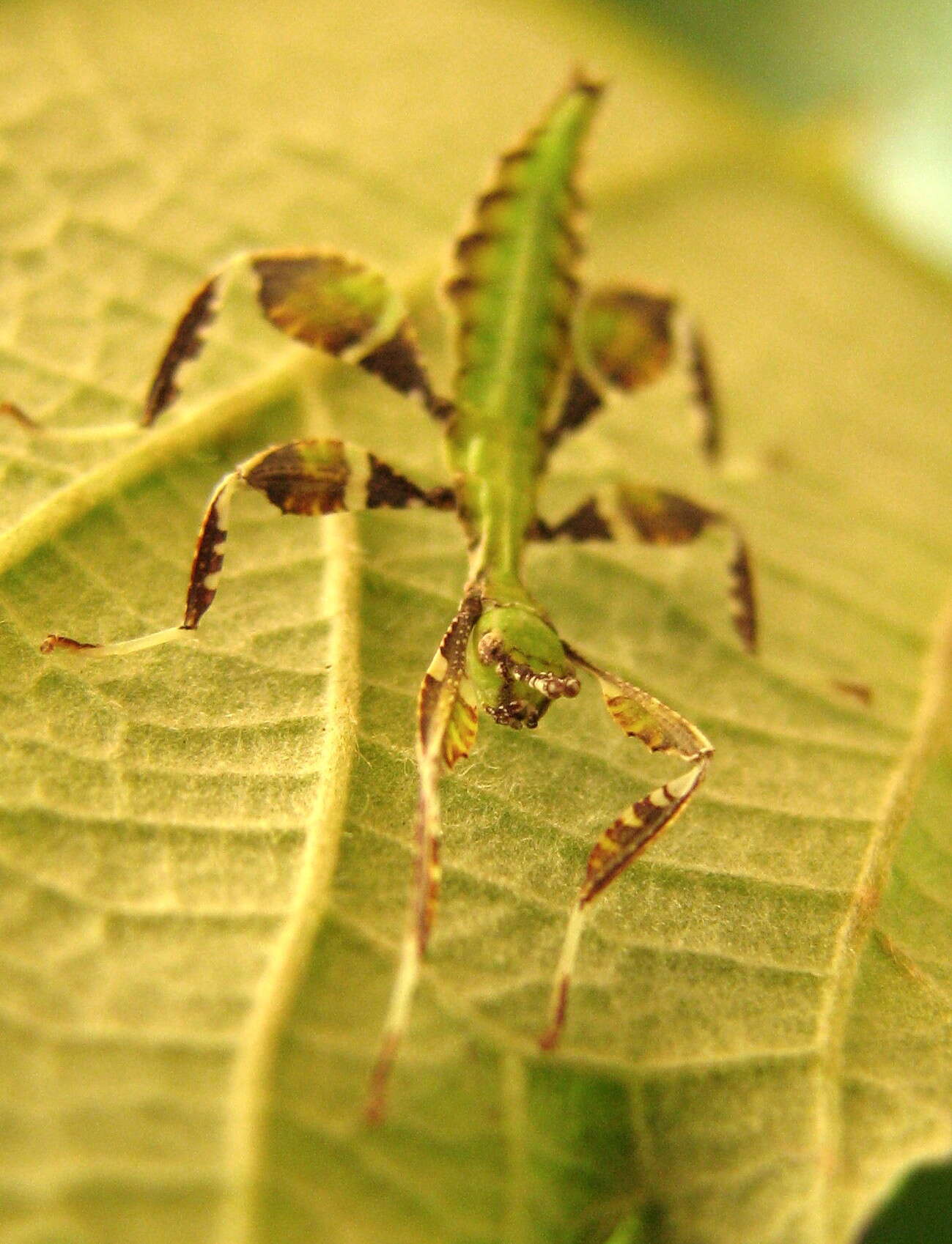 Image of Phyllium (Phyllium) philippinicum Hennemann, Conle, Gottardo & Bresseel 2009