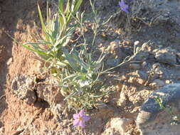 Image of phlox family