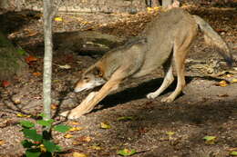 Image of Red wolf