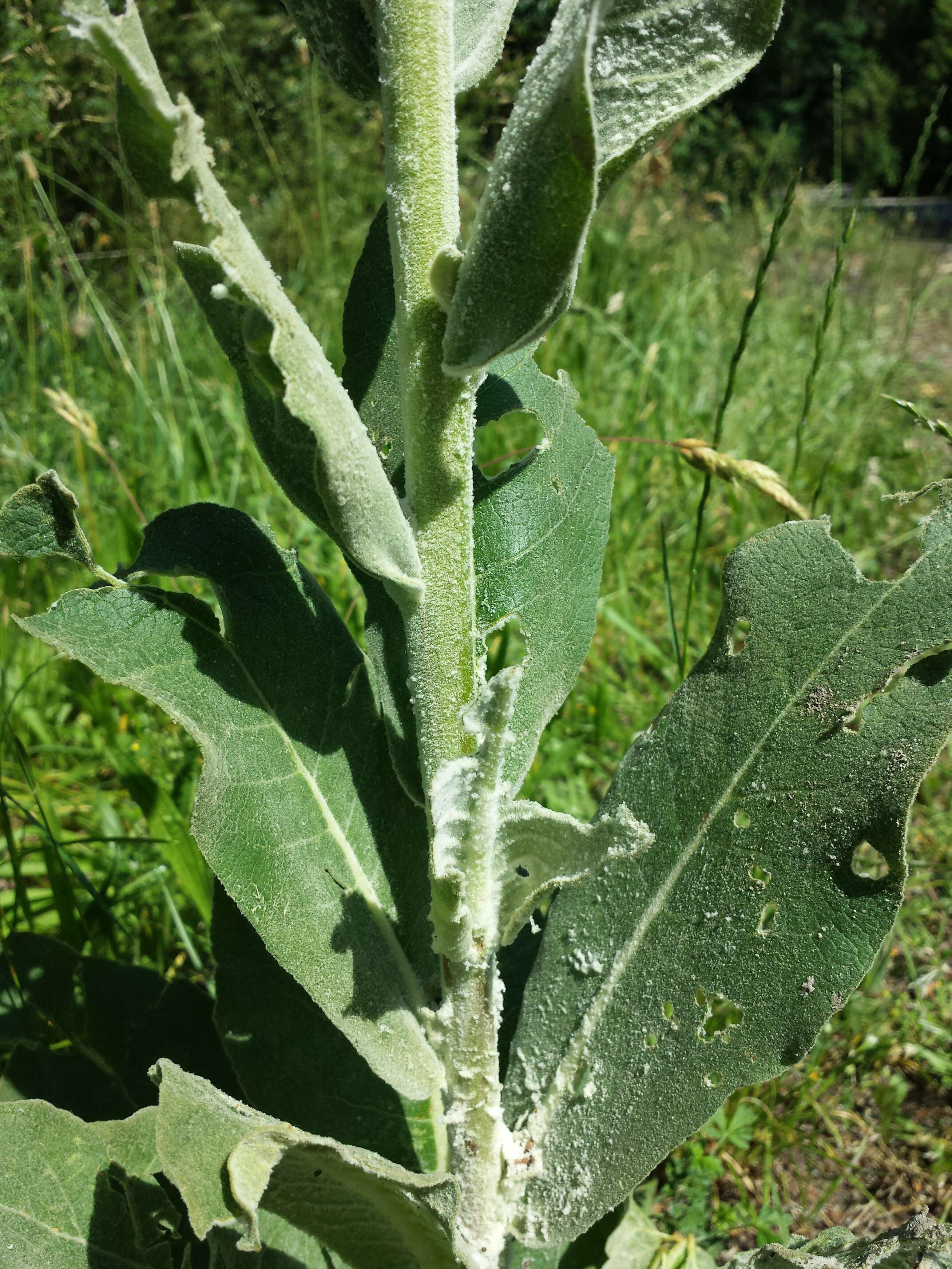 Image de Verbascum pulverulentum Vill.